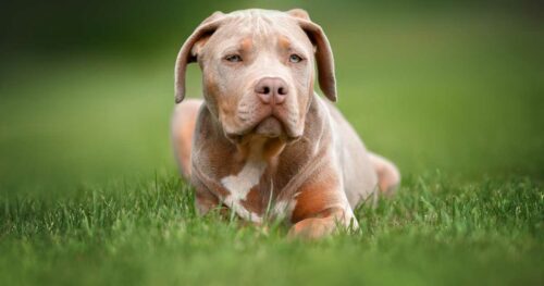 XL Bully dogs will be made illegal from 31st December 2023.